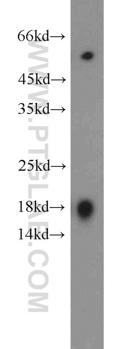 IFT20 Rabbit anti-Canine, Human, Mouse, Polyclonal, Proteintech 150 &mu;L;