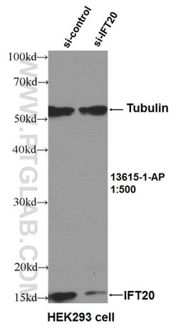 IFT20 Rabbit anti-Canine, Human, Mouse, Polyclonal, Proteintech 150 &mu;L;