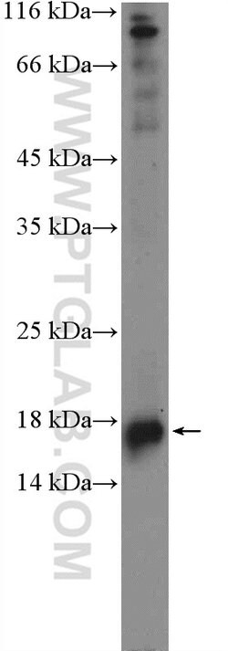 IFT20 Rabbit anti-Canine, Human, Mouse, Polyclonal, Proteintech 150 &mu;L;