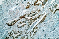 HSPA6 Rabbit anti-Human, Mouse, Rat, Polyclonal, Proteintech 150 &mu;L;