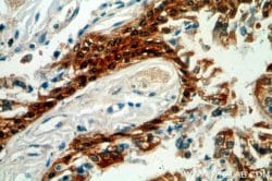 HSPA6 Rabbit anti-Human, Mouse, Rat, Polyclonal, Proteintech 150 &mu;L;
