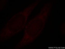 TRIM15 Rabbit anti-Human, Mouse, Polyclonal, Proteintech:Antibodies:Primary