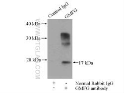 GMFG Rabbit anti-Human, Mouse, Rat, Polyclonal, Proteintech 150 &mu;L;