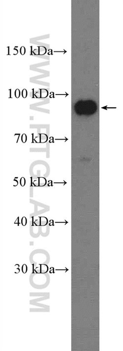 BCAR3 Rabbit anti-Human, Mouse, Rat, Polyclonal, Proteintech:Antibodies:Primary