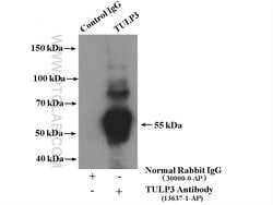 TULP3 Rabbit anti-Human, Mouse, Rat, Polyclonal, Proteintech:Antibodies:Primary