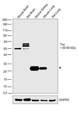 Tau Monoclonal Antibody (T46), Invitrogen&trade;