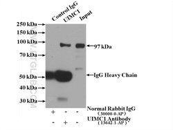 UIMC1 Rabbit anti-Human, Mouse, Polyclonal, Proteintech:Antibodies:Primary
