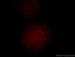 UIMC1 Rabbit anti-Human, Mouse, Polyclonal, Proteintech:Antibodies:Primary