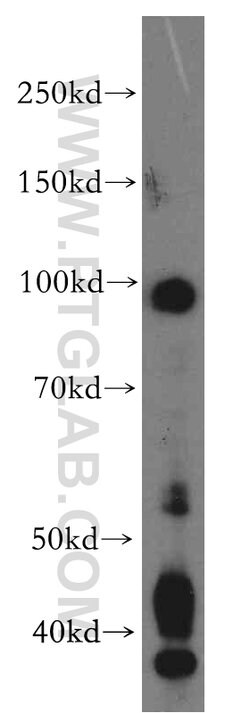 UIMC1 Rabbit anti-Human, Mouse, Polyclonal, Proteintech:Antibodies:Primary