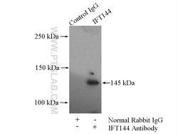 WDR19/IFT144 Rabbit anti-Human, Mouse, Rat, Polyclonal, Proteintech 150