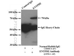 ENTPD2 Rabbit anti-Human, Mouse, Rat, Polyclonal, Proteintech:Antibodies:Primary