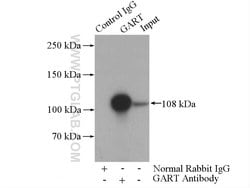 GART Rabbit anti-Human, Mouse, Rat, Polyclonal, Proteintech 150 &mu;L;