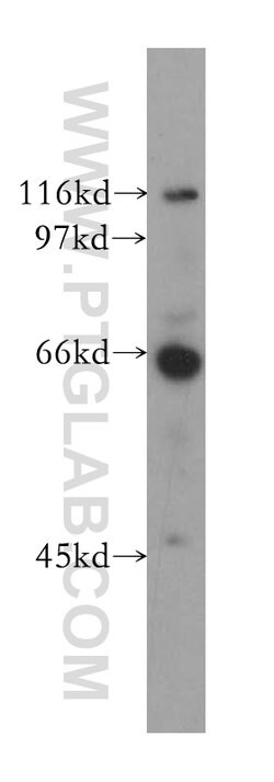CDC14A Rabbit anti-Human, Mouse, Rat, Polyclonal, Proteintech 150 &mu;L;