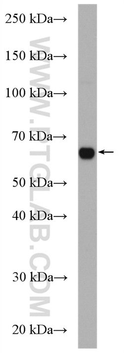 CDC14A Rabbit anti-Human, Mouse, Rat, Polyclonal, Proteintech 150 &mu;L;