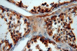 WDR1 Rabbit anti-Human, Mouse, Rat, Polyclonal, Proteintech:Antibodies:Primary