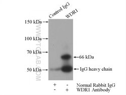 WDR1 Rabbit anti-Human, Mouse, Rat, Polyclonal, Proteintech:Antibodies:Primary