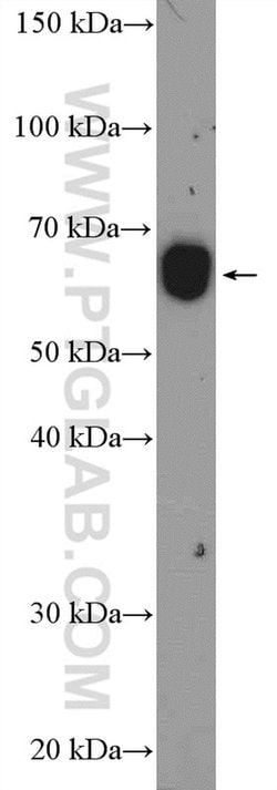 WDR1 Rabbit anti-Human, Mouse, Rat, Polyclonal, Proteintech:Antibodies:Primary