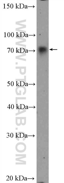 Proteintech WDR1 Rabbit anti-Human, Mouse, Rat, Polyclonal, Proteintech