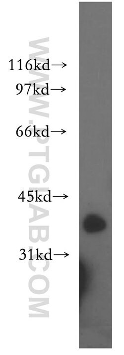 PIGA Rabbit anti-Human, Mouse, Rat, Polyclonal, Proteintech:Antibodies:Primary