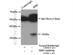 DDO Rabbit anti-Human, Mouse, Rat, Polyclonal, Proteintech 150 &mu;L; Unconjugated:Antibodies,