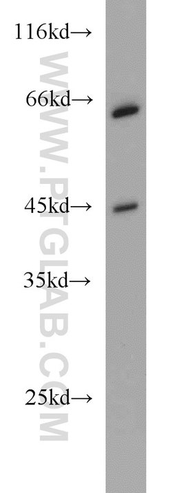 PGK2 Rabbit anti-Human, Mouse, Rat, Polyclonal, Proteintech 150 &mu;L;