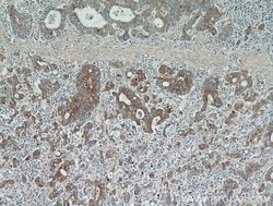 NEDD4L Rabbit anti-Human, Mouse, Rat, Polyclonal, Proteintech 150 &mu;L;