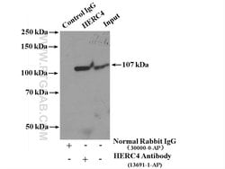 Proteintech HERC4 Rabbit anti-Human, Mouse, Rat, Polyclonal, Proteintech