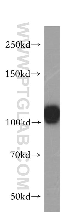 HERC4 Rabbit anti-Human, Mouse, Rat, Polyclonal, Proteintech:Antibodies:Primary