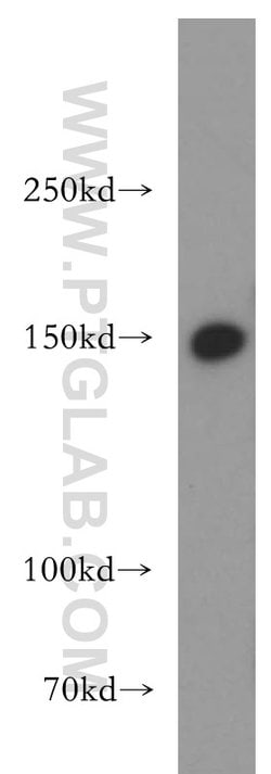 LARP1 Rabbit anti-Drosophila, Human, Mouse, Rat, Polyclonal, Proteintech