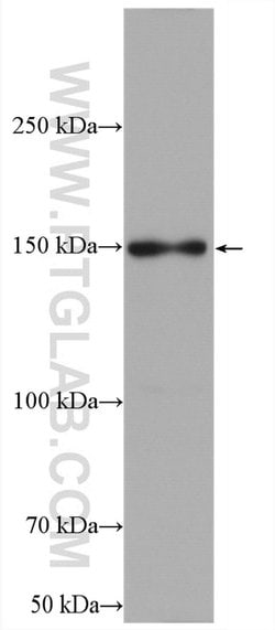 LARP1 Rabbit anti-Drosophila, Human, Mouse, Rat, Polyclonal, Proteintech