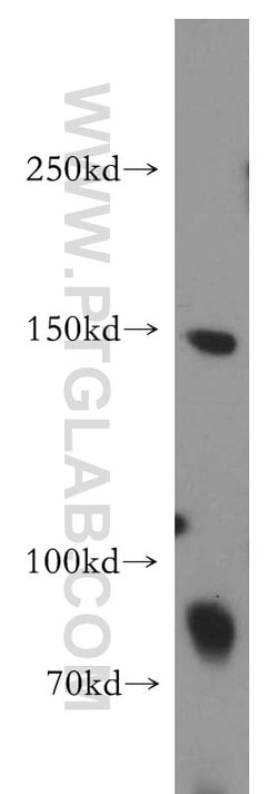 LARP1 Rabbit anti-Drosophila, Human, Mouse, Rat, Polyclonal, Proteintech