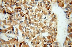 Carboxypeptidase E Rabbit anti-Human, Mouse, Rat, Polyclonal, Proteintech