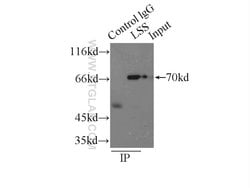 LSS Rabbit anti-Human, Mouse, Rat, Polyclonal, Proteintech:Antibodies:Primary