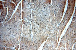 VPS34 Rabbit anti-Human, Mouse, Rat, Polyclonal, Proteintech:Antibodies:Primary