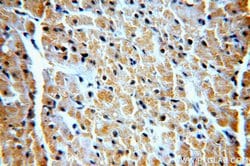 VPS34 Rabbit anti-Human, Mouse, Rat, Polyclonal, Proteintech:Antibodies:Primary