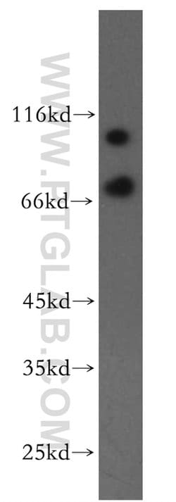 VPS34 Rabbit anti-Human, Mouse, Rat, Polyclonal, Proteintech:Antibodies:Primary