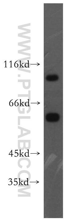 VPS34 Rabbit anti-Human, Mouse, Rat, Polyclonal, Proteintech:Antibodies:Primary