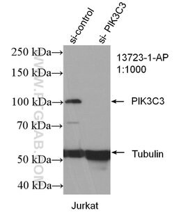 VPS34 Rabbit anti-Human, Mouse, Rat, Polyclonal, Proteintech:Antibodies:Primary
