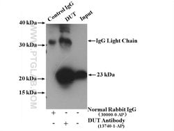 DUT Rabbit anti-Human, Mouse, Rat, Polyclonal, Proteintech:Antibodies:Primary