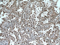 TRIM22 Rabbit anti-Human, Mouse, Polyclonal, Proteintech:Antibodies:Primary