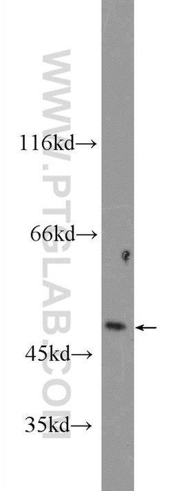 TRIM22 Rabbit anti-Human, Mouse, Polyclonal, Proteintech:Antibodies:Primary