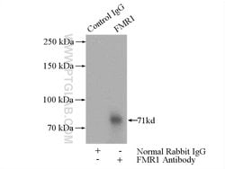 FMRP Rabbit anti-Human, Mouse, Rat, Polyclonal, Proteintech:Antibodies:Primary