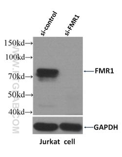 FMRP Rabbit anti-Human, Mouse, Rat, Polyclonal, Proteintech:Antibodies:Primary