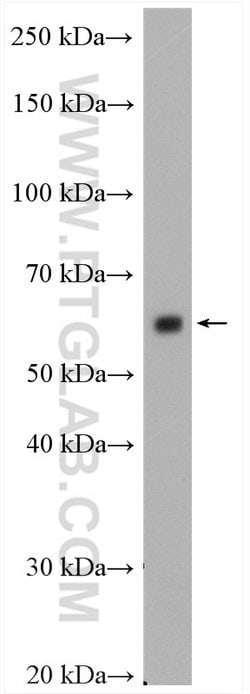CDC2L6 Rabbit anti-Human, Mouse, Rat, Polyclonal, Proteintech:Antibodies:Primary