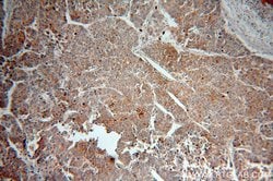 AMBRA1 Rabbit anti-Human, Mouse, Rat, Polyclonal, Proteintech 150 &mu;L;