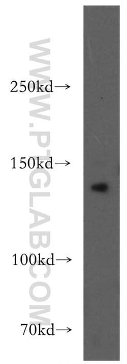 AMBRA1 Rabbit anti-Human, Mouse, Rat, Polyclonal, Proteintech 150 &mu;L;