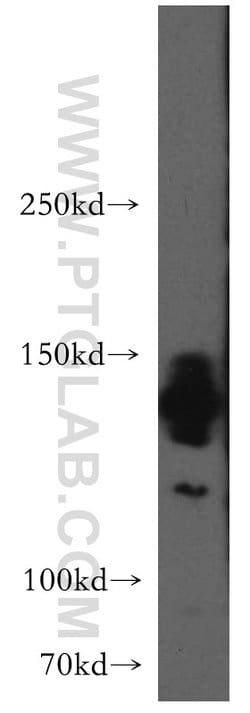 AMBRA1 Rabbit anti-Human, Mouse, Rat, Polyclonal, Proteintech 150 &mu;L;