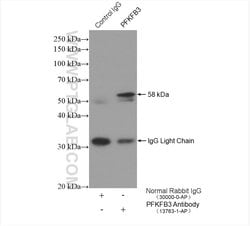 PFKFB3 Rabbit anti-Human, Mouse, Rat, Polyclonal, Proteintech:Antibodies:Primary