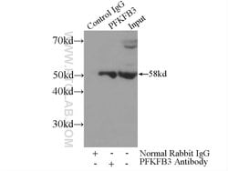 PFKFB3 Rabbit anti-Human, Mouse, Rat, Polyclonal, Proteintech:Antibodies:Primary