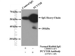 PCYT1B Rabbit anti-Human, Mouse, Rat, Polyclonal, Proteintech:Antibodies:Primary